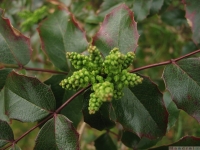 drzewokrzew_579