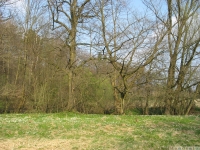 drzewokrzew_583