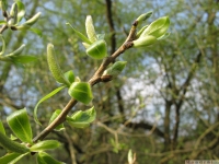 drzewokrzew_584