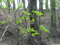 drzewokrzew_585