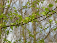 drzewokrzew_587
