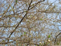 drzewokrzew_591