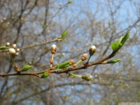 drzewokrzew_592