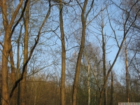 drzewokrzew_597