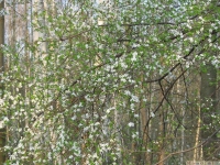 drzewokrzew_599