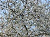 drzewokrzew_600