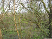 drzewokrzew_601