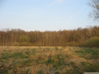 drzewokrzew_602