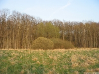 drzewokrzew_605