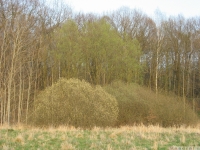 drzewokrzew_606