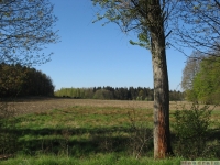 drzewokrzew_609