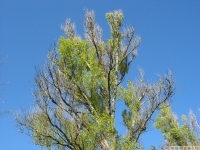 drzewokrzew_610