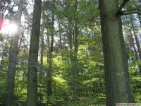 drzewokrzew_612
