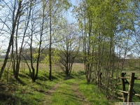 drzewokrzew_613