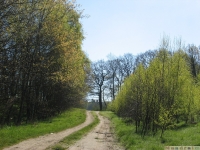drzewokrzew_616