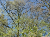 drzewokrzew_618