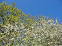 drzewokrzew_620