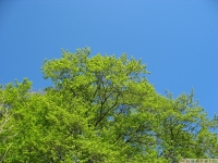 drzewokrzew_621