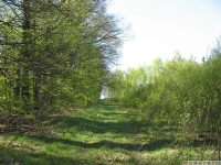 drzewokrzew_622