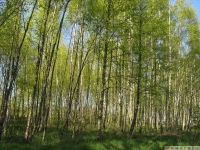 drzewokrzew_623