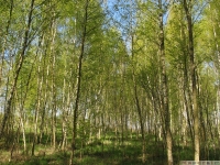 drzewokrzew_624