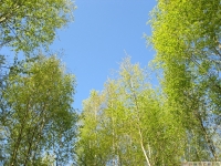 drzewokrzew_625