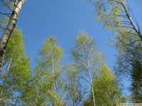 drzewokrzew_626