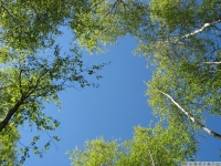 drzewokrzew_627