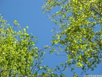 drzewokrzew_628