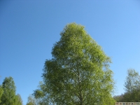 drzewokrzew_629
