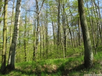 drzewokrzew_630