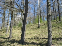 drzewokrzew_647