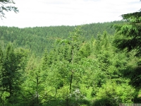 drzewokrzew_652