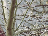 drzewokrzew_674