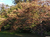 drzewokrzew_781
