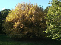 drzewokrzew_782