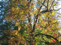 drzewokrzew_783
