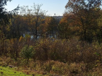 drzewokrzew_792