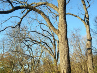 drzewokrzew_793