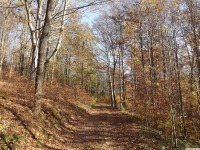 drzewokrzew_795