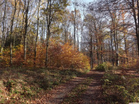 drzewokrzew_796