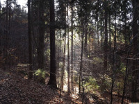 drzewokrzew_797