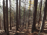 drzewokrzew_802