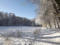drzewokrzew_831