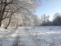 drzewokrzew_833