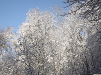 drzewokrzew_835