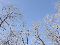 drzewokrzew_838