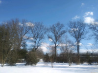 drzewokrzew_846