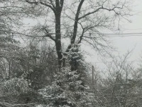 drzewokrzew_848