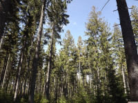 drzewokrzew_955